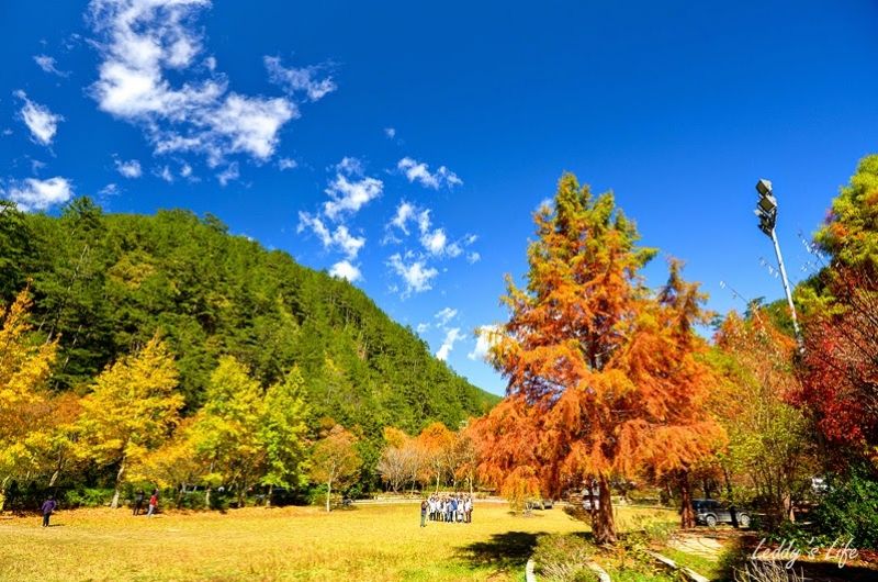 楓紅彩妝~遇見北橫之美 森呼吸3日遊