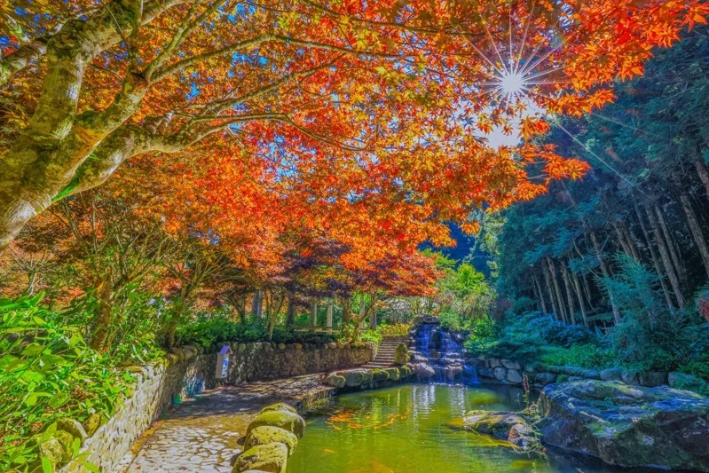 新春~杉林溪、溪頭 山林慢活之旅